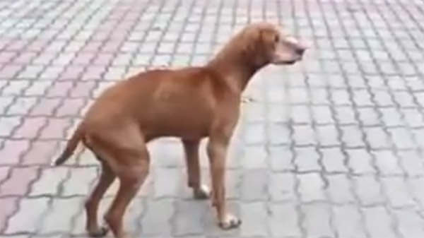 Izületvédő kutyáknak | missalabama.es
