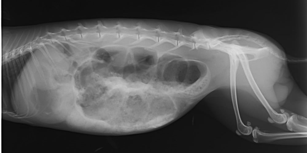 potyi1