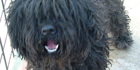 puli honlapra