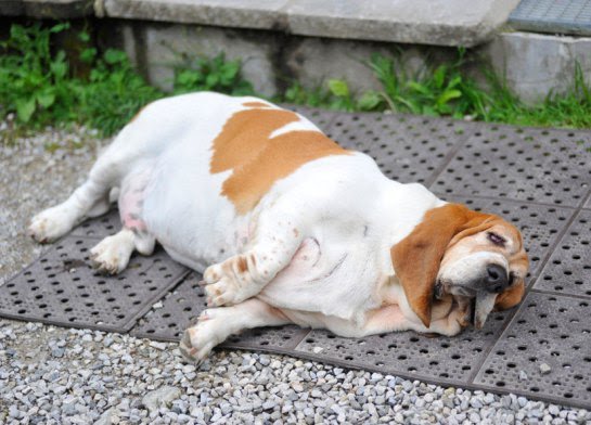 kövér beagle fogy