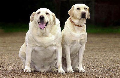 Fogyás elhízott kutyáknál