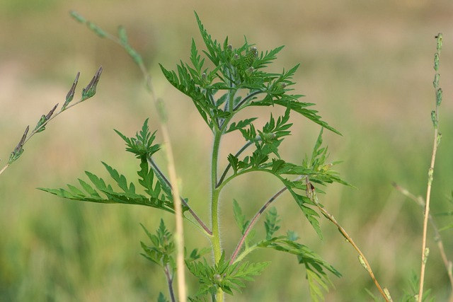 plant-3257793_640 parlagfű allergia