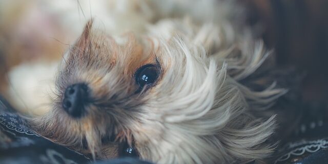 dog-1765910_640 szőr elszíneződés