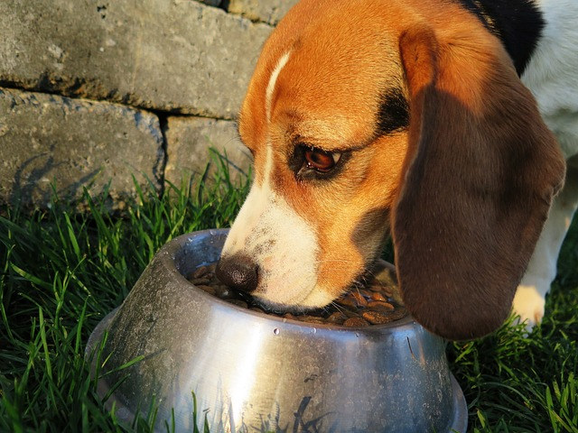 dog-2210717_640 Bőrápolás