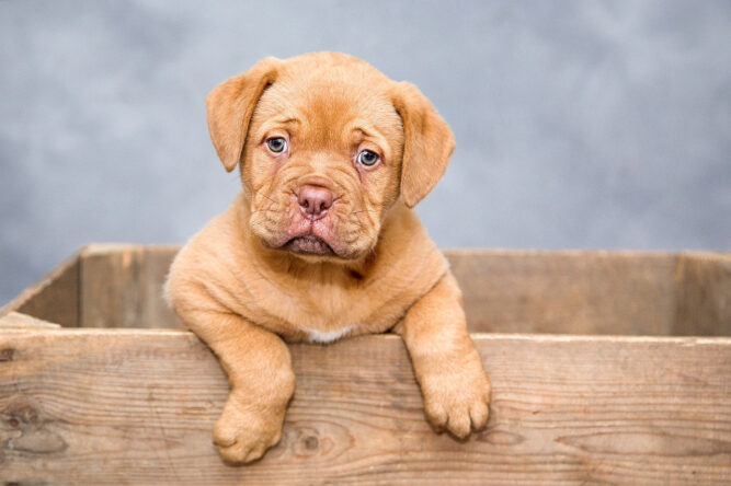 puppy-1047521_1280 Kölyök kutyák