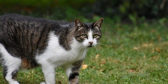 cat-8121892_640 Macska fertőző hashártya gyulladás