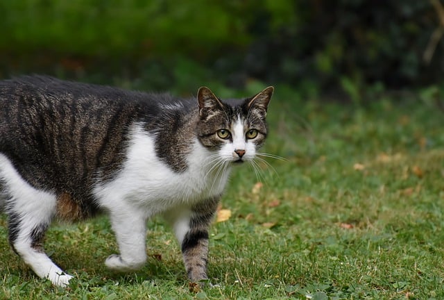 cat-8121892_640 Macska fertőző hashártya gyulladás