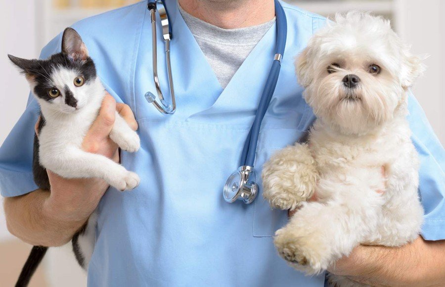 szemészi segítség állatorvosi klinikákon