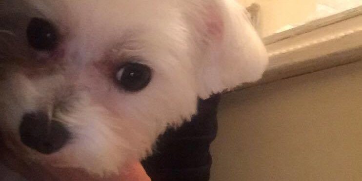 vegso elszineződés a szőrön