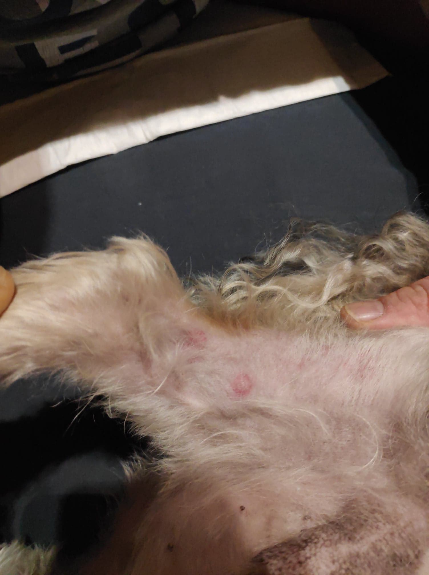 kutya ekcéma kezelése házilag piros foltok a kezeken fotó és a betegség neve