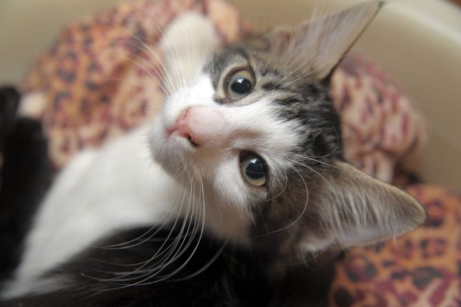 10567579 – gray and white kitten macska hányás