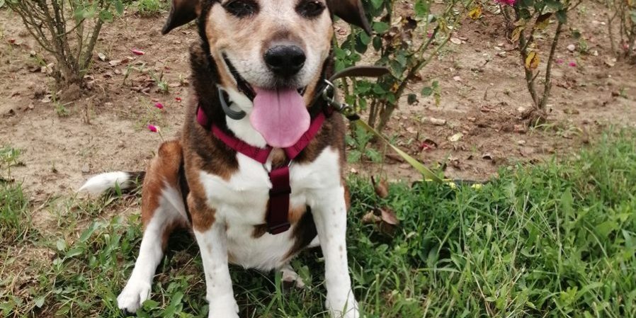 betyár bohne sthrenght kutya izületi problémái