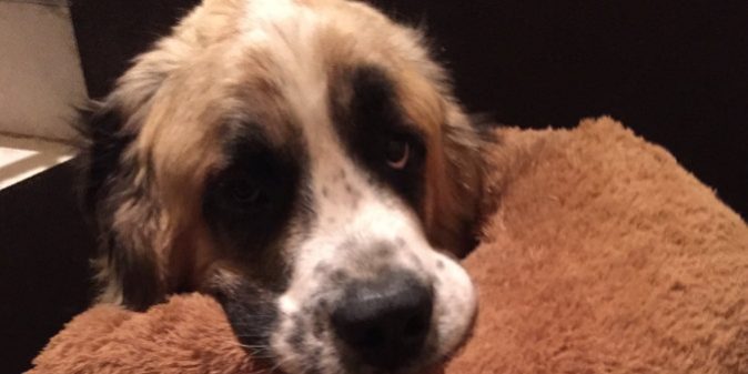 kutya immunerősítést Kutya immunrendszer erősítése