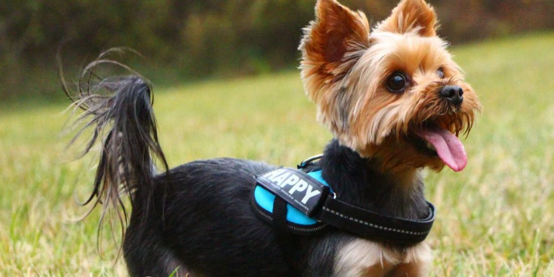 yorky -skelevet03 Kutya vizelettartási probléma