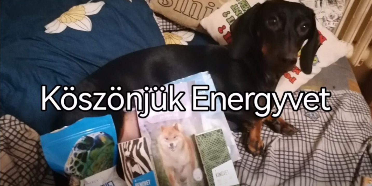 kutya-porckorongserv