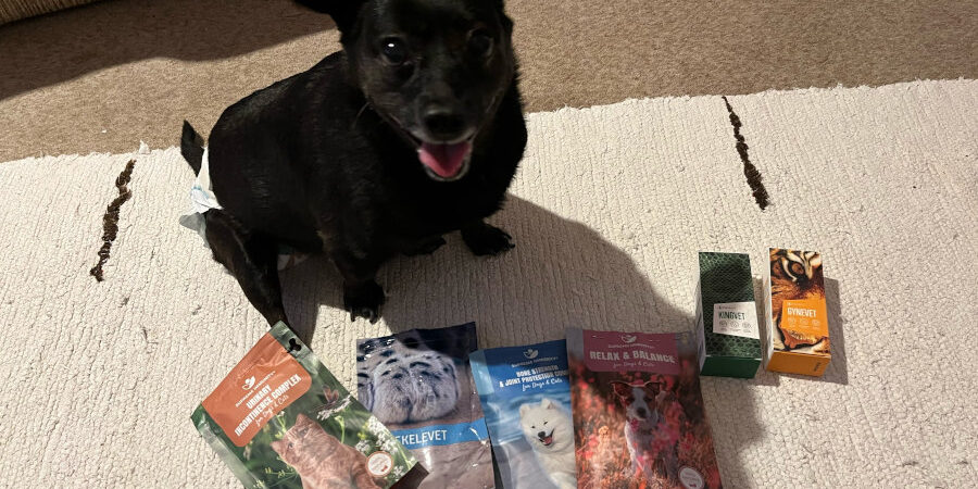 image0-1 kutya gerincsérv