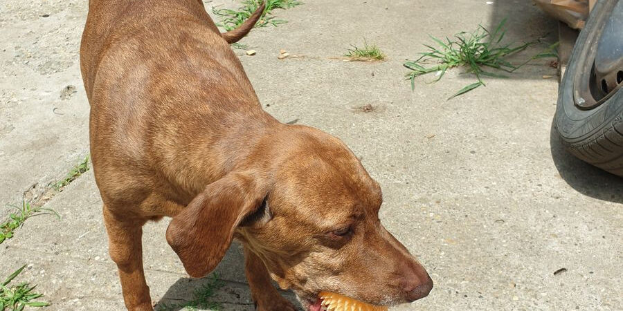 Vizsla daganatos betegség