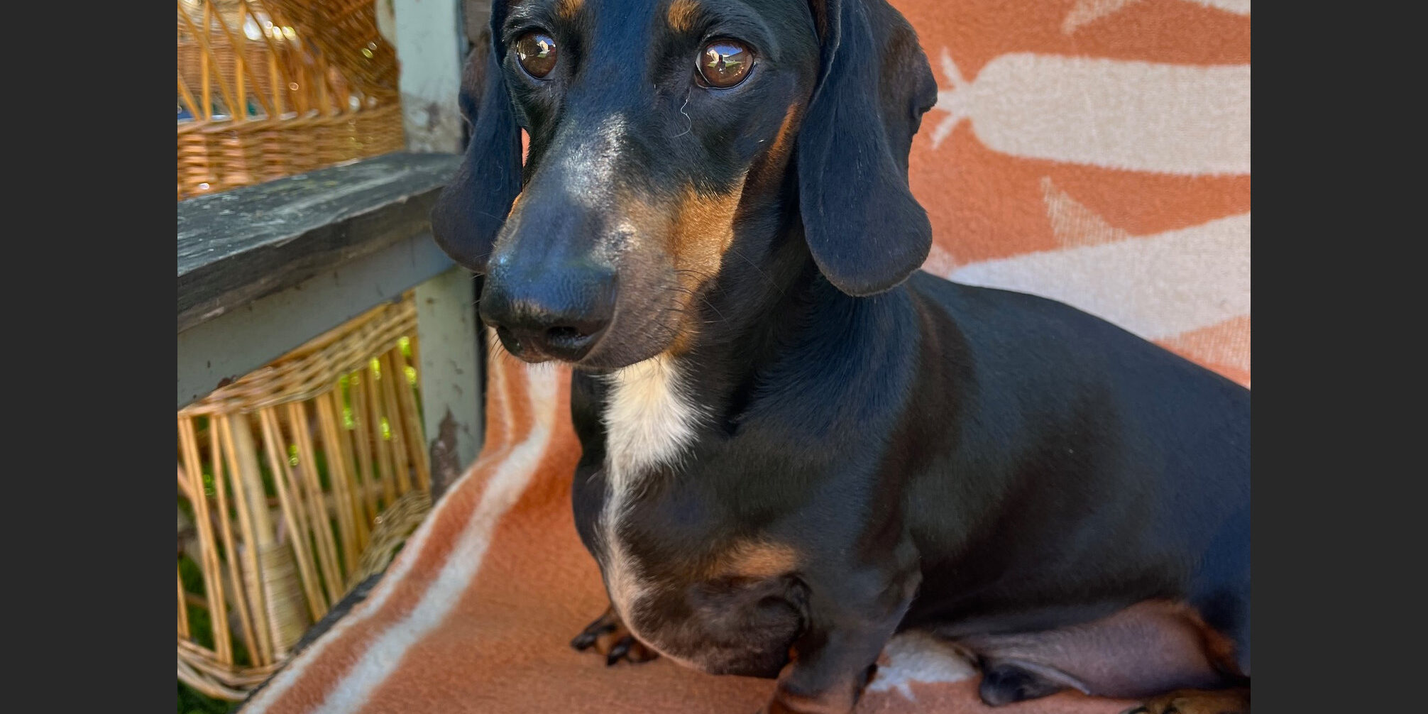 tacskóbénulás tacskóbénulás