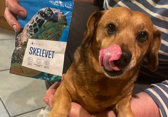 IMG_3532-s Skelevet