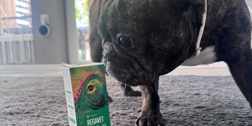 image_123650291 kutya gyógyulása