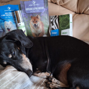 Kutya mozgásszervi problém