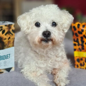 kutya Étel intolerancia