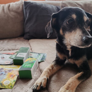 krónikus veseelégtelenség