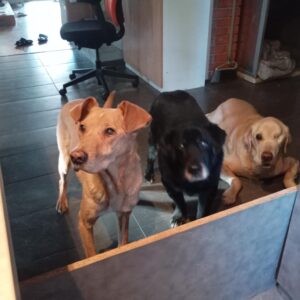 kutya daganat kezelese