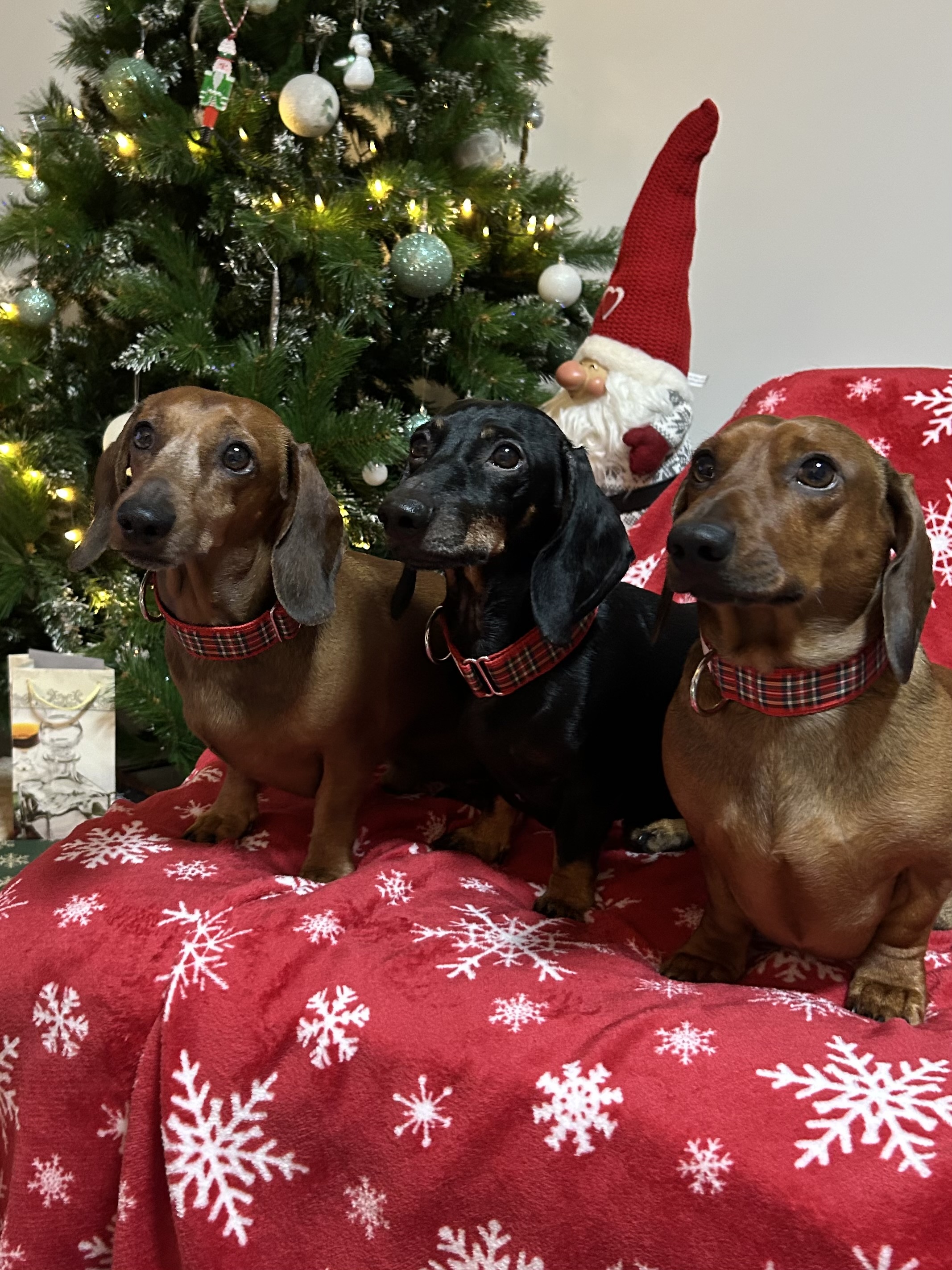 Image #1 from Lászlóné H.