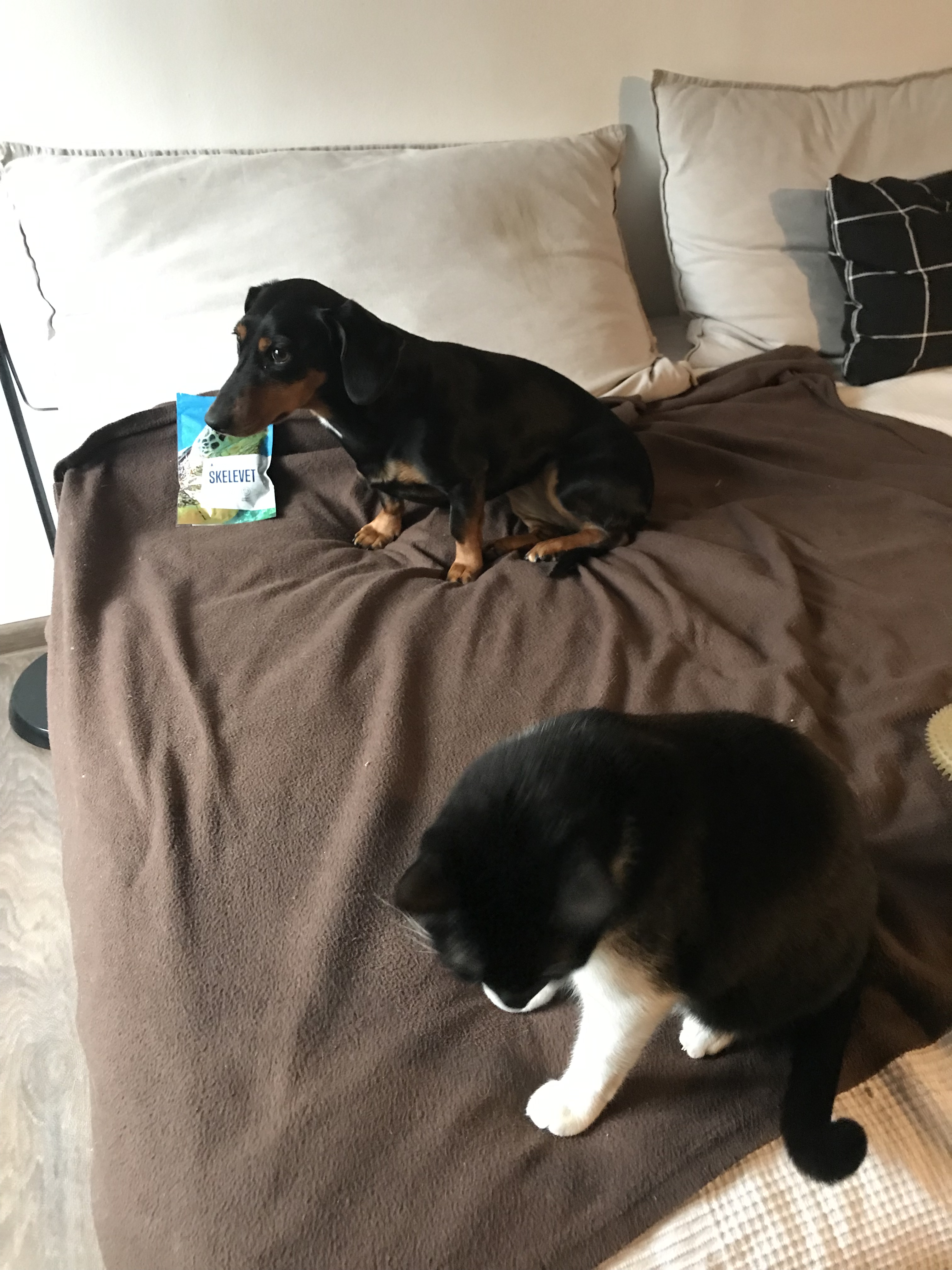 Image #1 from Tamás