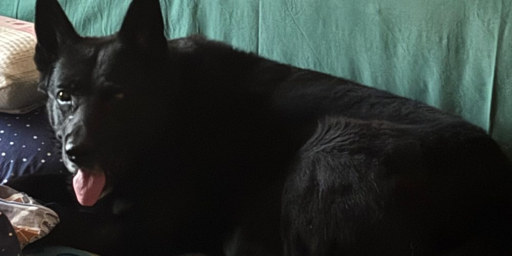 Bambuszgerinc javulás