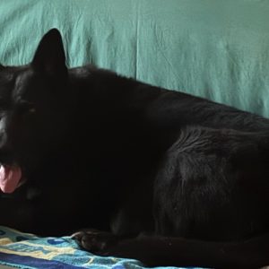 Bambuszgerinc javulás