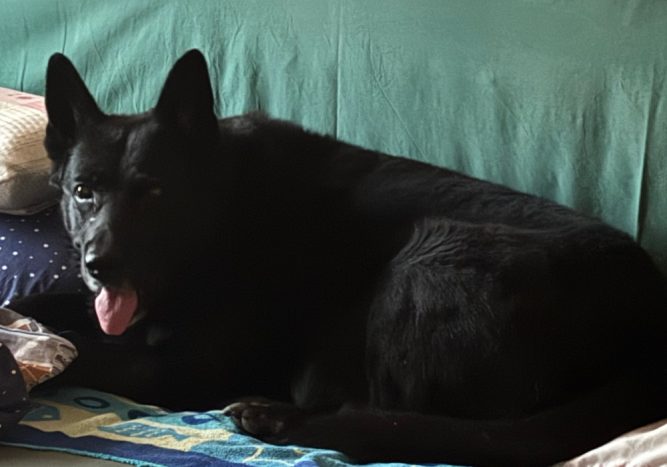 Bambuszgerinc javulás